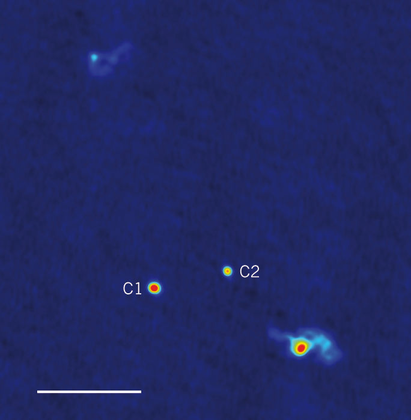 ngVLA Black Holes ngVLA Black Holes